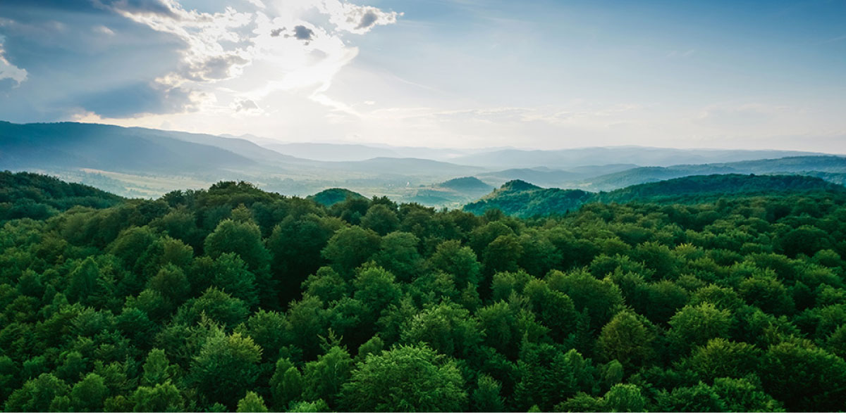 參與CDP Non-Disclosure Campaign